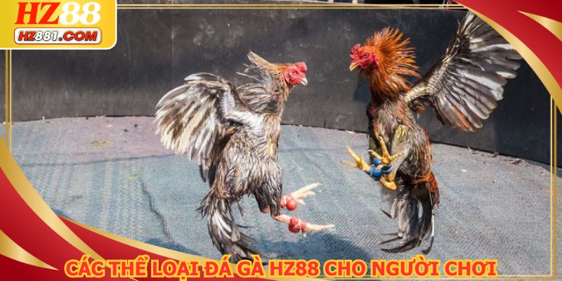 Đa dạng các loại hình đá gà HZ88 cực hấp dẫn